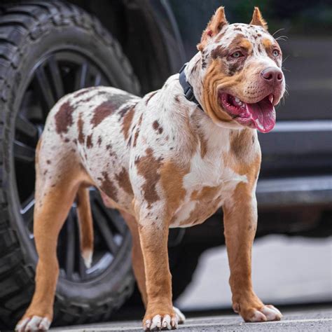 It's no surprise that these dogs are super popular because of their appearance!. . Chocolate merle bully